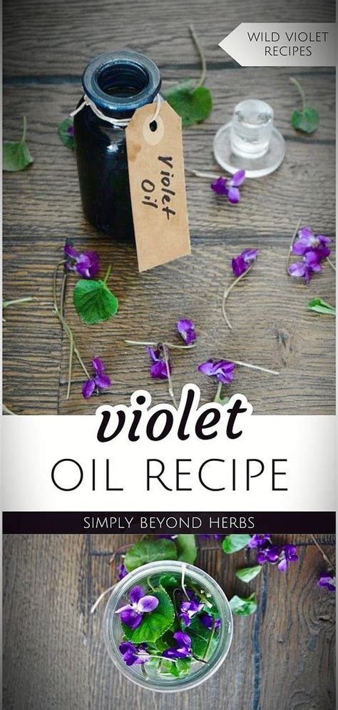 Violet Oil Recipe Wild Violet Recipes Wild Violet Uses In 2024 Oil