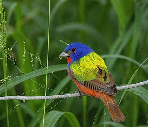 Painted Bunting (male) | BirdForum