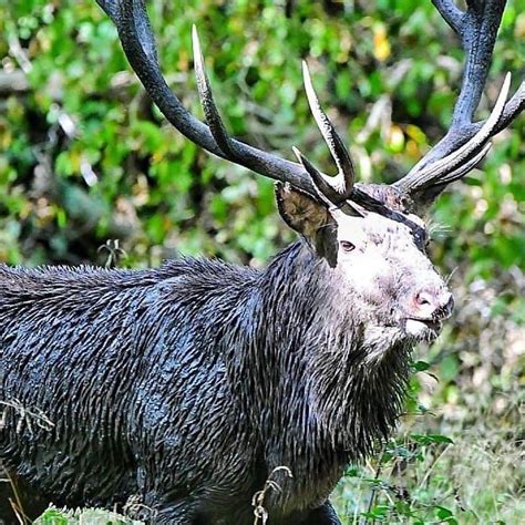 Dans Sa Maison Un Grand Cerf Paroles En Allemand Ventana Blog