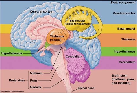 Pin On Brain Neurotoxins Nervous System Anatomy Physiology Brain