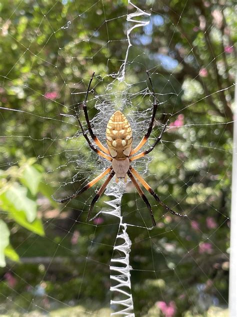 Saw Two Golden Silk Spiders Today On A Trail In Central Florida Rspiders