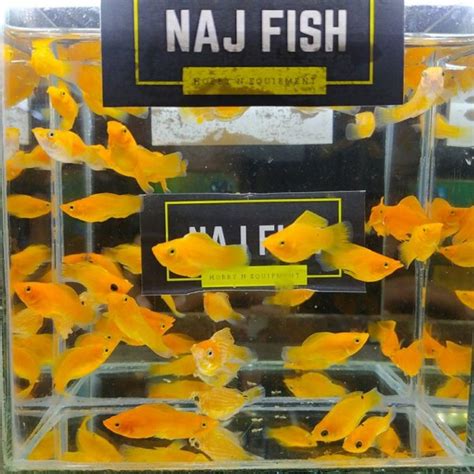 Jual Produk Ikan Molly Balon Cakep Penghias Termurah Dan Terlengkap