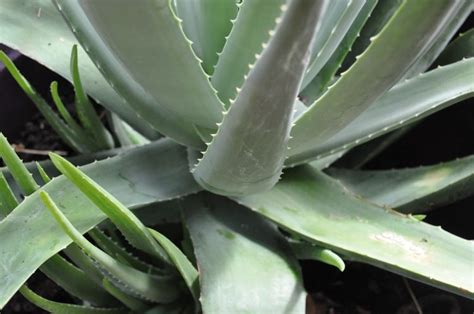 Overwatered Aloe Plant How To Save Your Aloe Plant From Dying