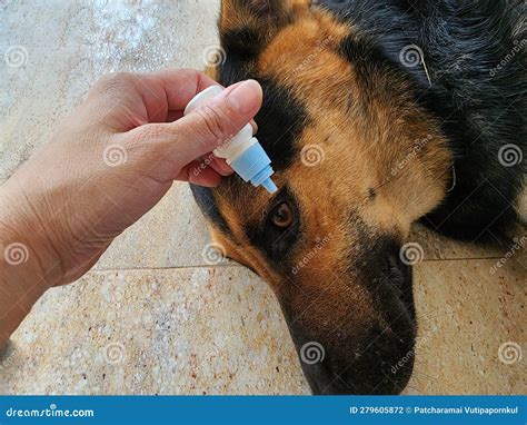 The Dog Has Eye Irritation. Sore or Inflamed Eyes Must Be Brought To ...