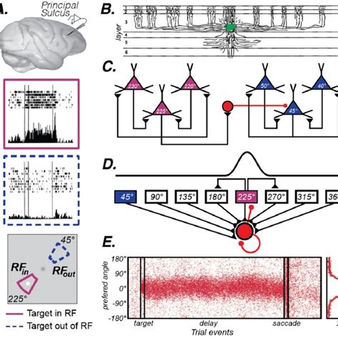 The Canonical Pfc Microcircuit Model Of Wm A Neural Activity Recorded