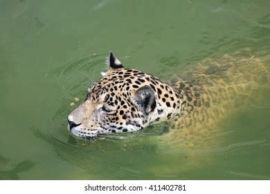 Jaguar Swimming Over Royalty Free Licensable Stock Photos