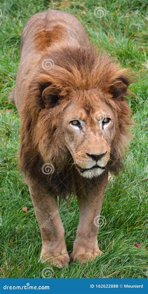 Male lion mane stock photo. Image of expressive, endangered - 162622888