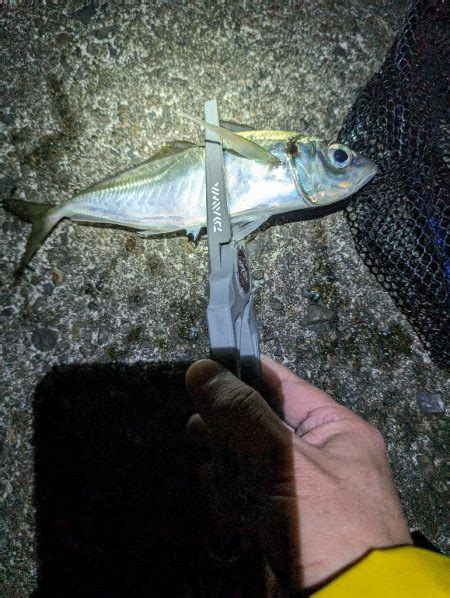 陸っぱり釣行記 三重県 国崎 アジング アジ 陸っぱり 釣り・魚釣り 釣果情報サイト カンパリ