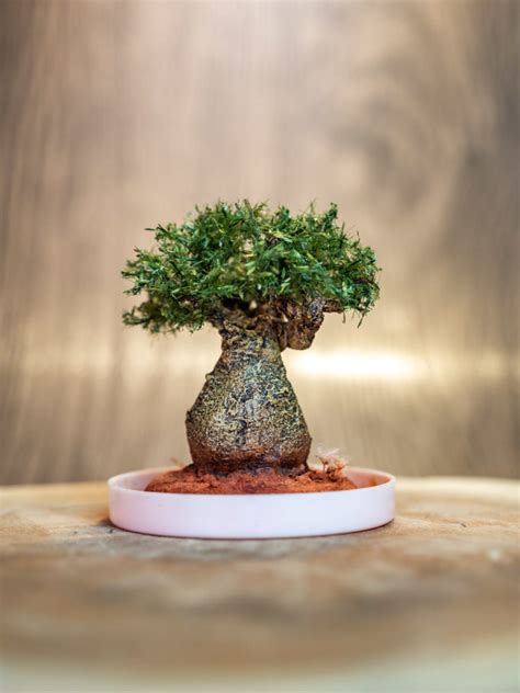 Miniature Tree | My Little Baobab — Miniaturalia