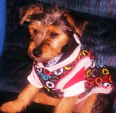 Yorkie Russell Yorkie Russells Yorkshire Terrier X Jack Russell Terrier