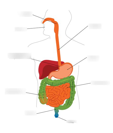 Body Systems Diagram Quizlet