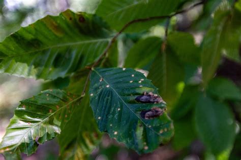 New Disease Continues To Spread In Beech Trees Across Mass Wbur News