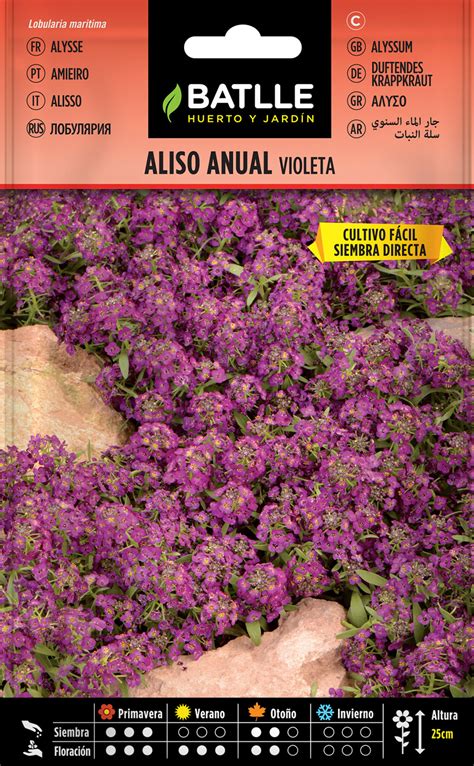 Lbum Aliso Violeta Abzlocal Mx