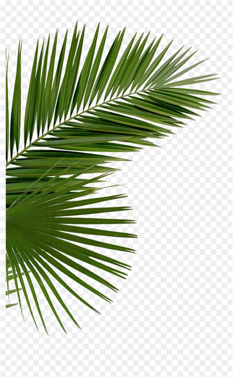 Hd Palms Png Palm Tree Leaves Png Transparent Png Download