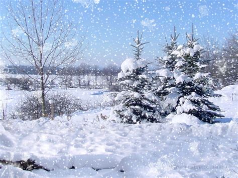 fondo de pantalla de nevadas nieve invierno árbol congelación escarcha