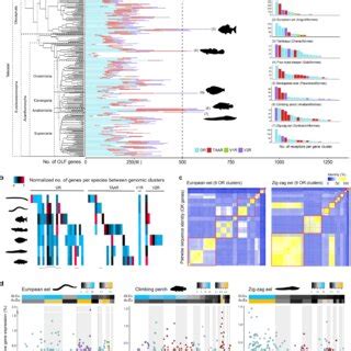 Genomic And Transcriptomic Dynamics Of Expanded Olf Gene Clusters Loci