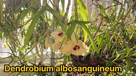 Dendrobium Albosanguineum Youtube