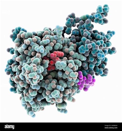 Meizothrombin Complex Computer Model Showing Bovine Meizothrombin