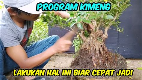 Cara Program Cepat Bonsai Kimeng YouTube