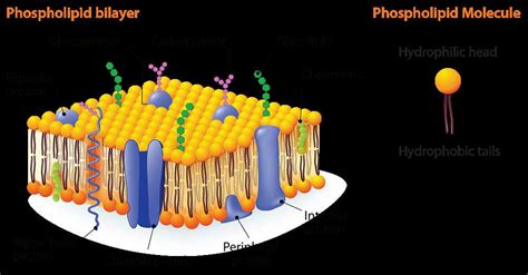 Unlocking The Secrets Membrane Structure Pogil Answers Revealed