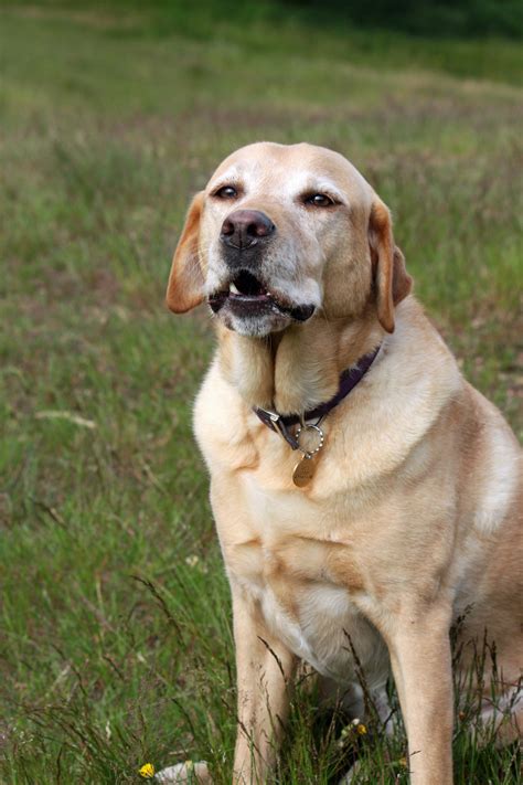 Labrador Dog Free Stock Photo Public Domain Pictures