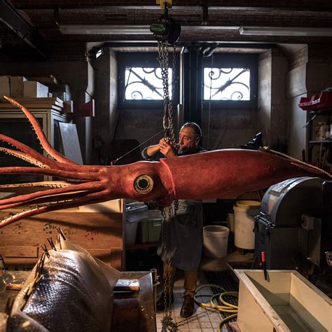 Giant Squid Compared To A Human
