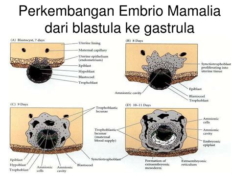 Ppt Perkembangan Embrio Awal 2 Gastrulasi Powerpoint Presentation