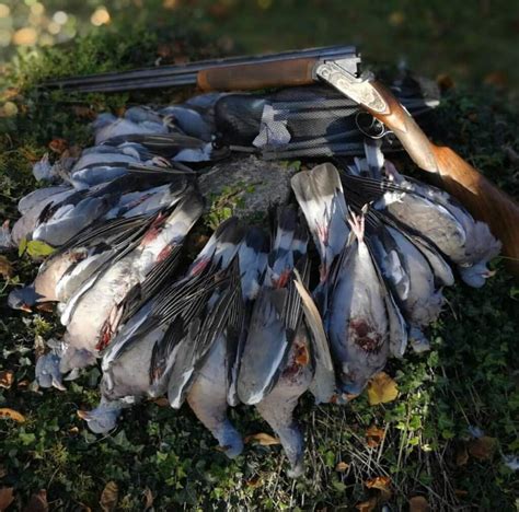 Chasse La Palombe En Sologne Chasse Au Pigeon Ramier En Sologne