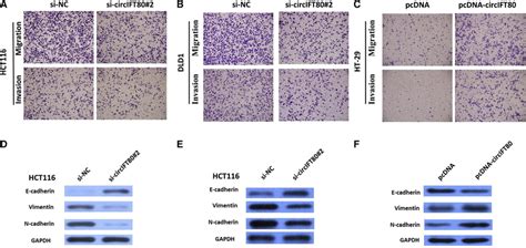 Circift80 Induces Crc Invasion And Migration Via Emt A Transwell