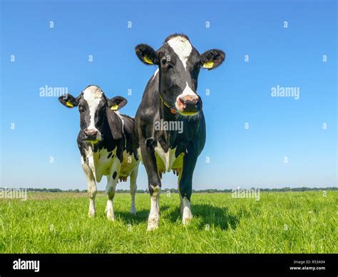 Vacas en blanco y negro fotografías e imágenes de alta resolución Alamy