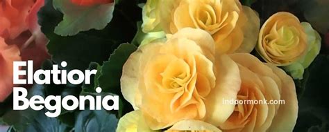 The Elatior Begonia Complete Care Guide - Indoor Monk