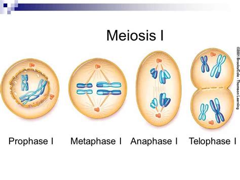 Unraveling Meiosis An In Depth Look At The Pogil Worksheet Answer Key