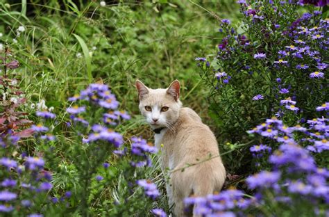 Fotos Gratis Naturaleza Césped Planta Prado Púrpura Perrito