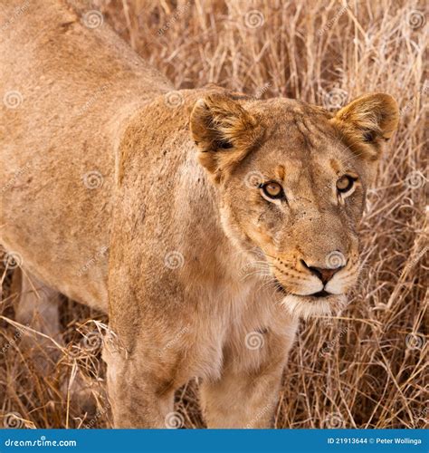 Female Lion Walking Through The Grass Stock Photo Image Of Hunter