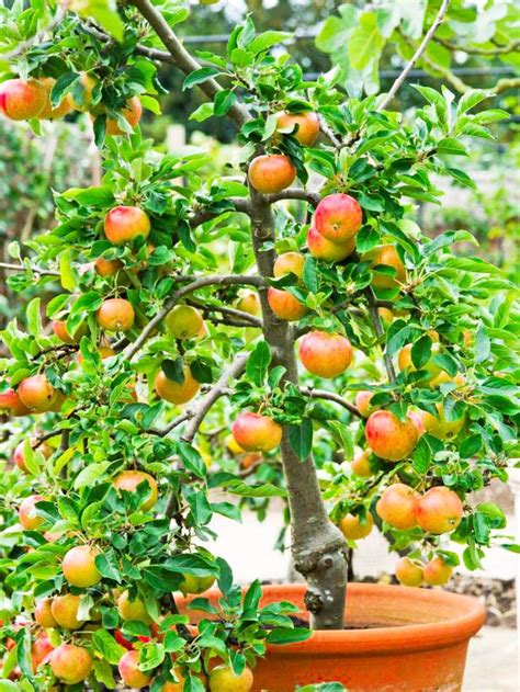 How To Grow Apple Trees In Containers And Pots Diy Morning