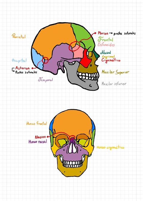 Osteología general de la cabeza Anatomía Medicina humana uDocz