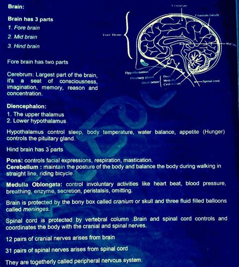 Structure Of Human Brain In Simpke Language Edurev Class 10 Question