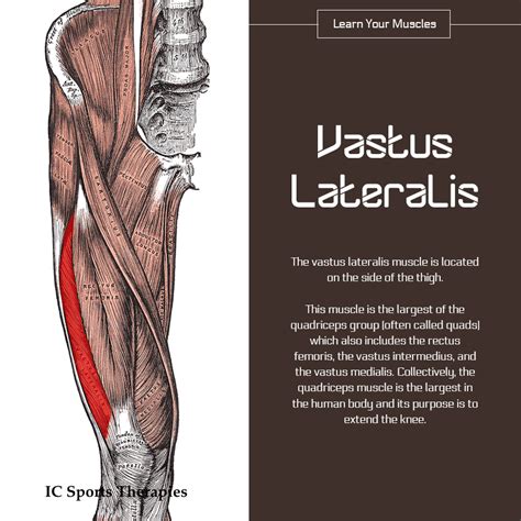 Vastus Lateralis Muscle