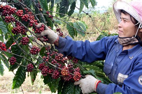 Vietnamese coffee exports set a new record - Asia News NetworkAsia News ...