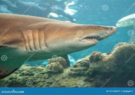 Blacktip Shark Carcharhinus Limbatus Swims Stock Image - Image of teeth, sharp: 121164371