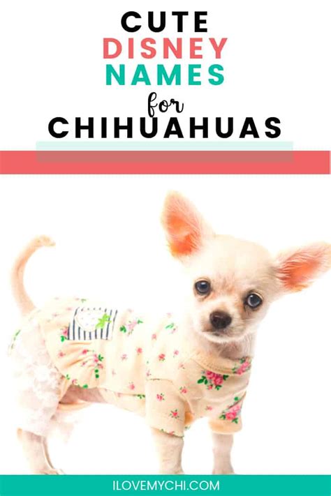 Disney Chihuahua Names - I Love My Chi