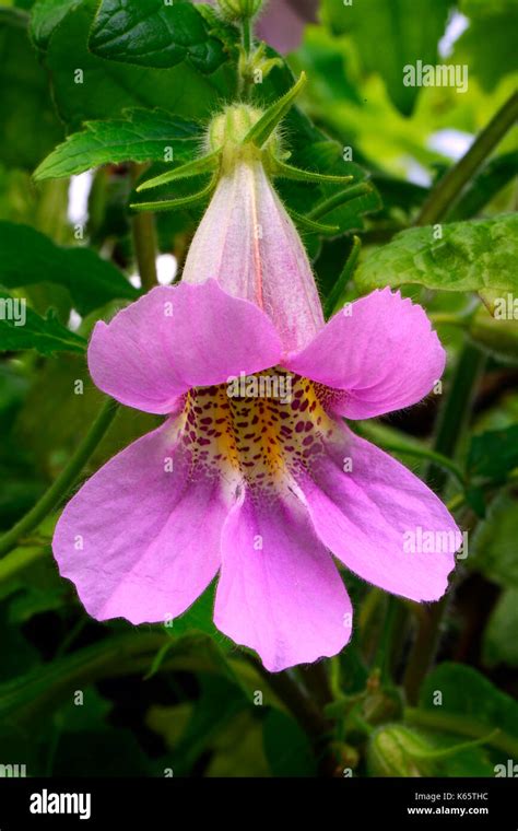 Rehmannia Hi Res Stock Photography And Images Alamy