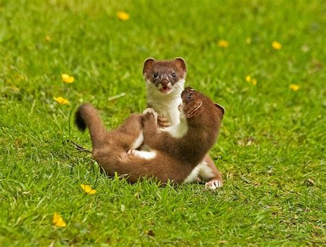 Stoats playing. | Animals, Stoat, Critter