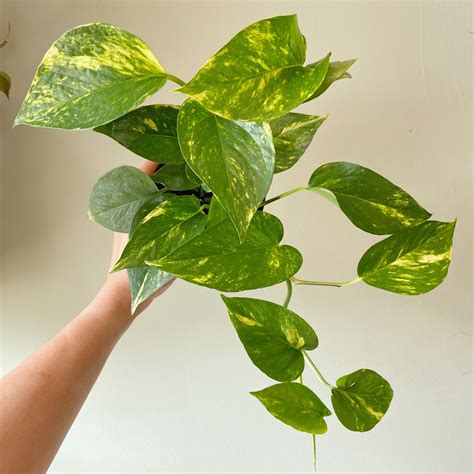 Golden Pothos Plant And Curio