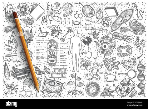 Hand Drawn Biology Vector Doodle Set Stock Vector Image And Art Alamy