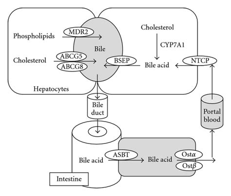 Enterohepatic Circulation Of The Bile Bile Acids Are Synthesized From