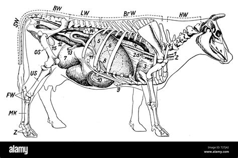 Arteria Femoral De La Vaca Fotografías E Imágenes De Alta Resolución