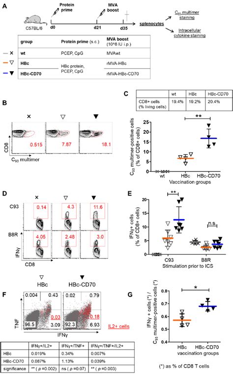 Vaccination Of C Bl Mice With Rmva Hbccd A C Bl Mice Were