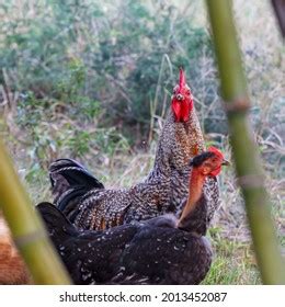 Naked Neck Rooster Images Stock Photos Vectors Shutterstock