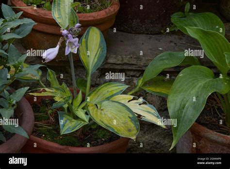 Hosta Showing Slug Damage To Leaves Nidderdale Stock Photo Alamy